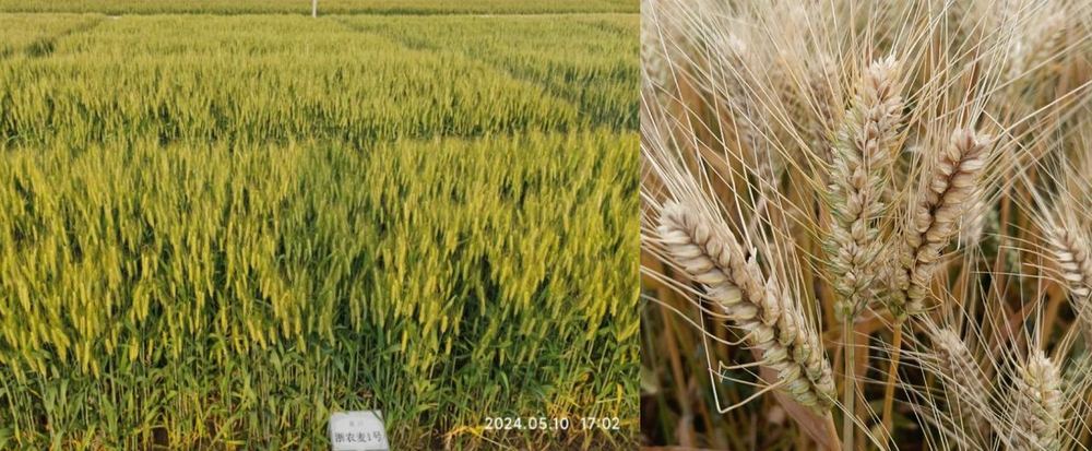浙江新增3个小麦、水稻新品种它们长得好、